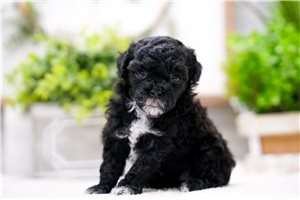 October - puppy for sale