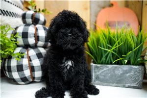 Beau - Miniature Poodle for sale