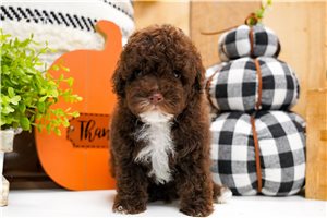 Duke - puppy for sale