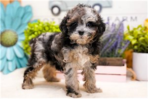 Oceana - Poodle, Miniature for sale