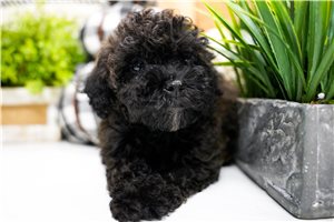 Brooke - Miniature Poodle for sale