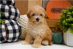 Diane - Miniature Poodle for sale