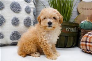 Diane - Miniature Poodle for sale