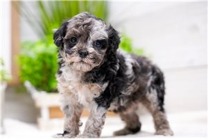Oceana - Poodle, Miniature for sale