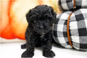 Beau - puppy for sale