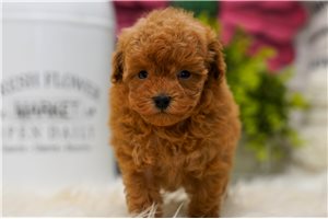Harmony - Poodle, Toy for sale