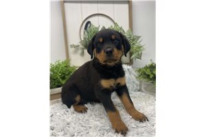 Tanner - Rottweiler for sale