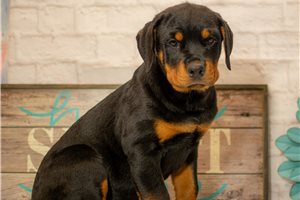 Odessa - Rottweiler for sale