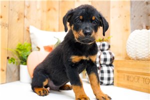 Charles - Rottweiler for sale