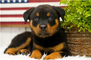 Melinda - puppy for sale