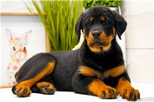 Latka - Rottweiler for sale