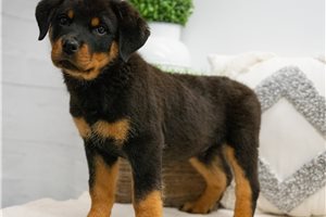 Tobias - Rottweiler for sale