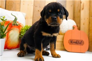 Calvin - puppy for sale