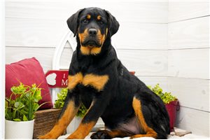 Bonnie - puppy for sale