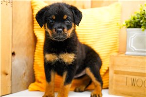 Liberty - Rottweiler for sale