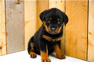 Laney - Rottweiler for sale