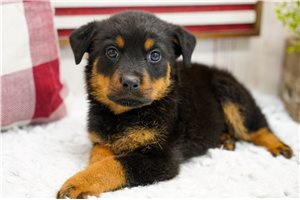 Minerva - puppy for sale