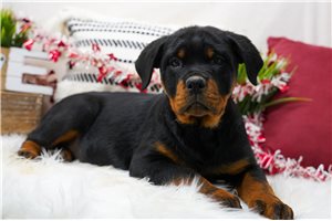 Willa - Rottweiler for sale