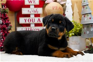 Caspien - Rottweiler for sale