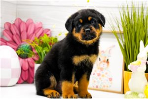 Percy - Rottweiler for sale