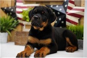 Rottweiler for Sale | Puppies | Pawrade.com