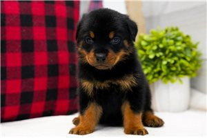 Vaughn - Rottweiler for sale