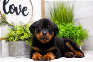 Ledger - Rottweiler for sale