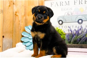 Paisley - Rottweiler for sale