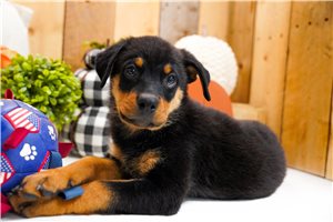 Cynthia - puppy for sale