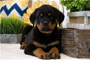 Tabby - Rottweiler for sale