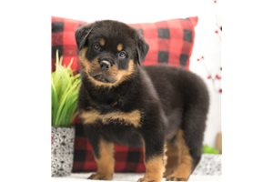 Odin - Rottweiler for sale