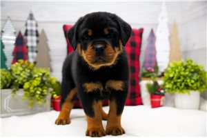 Victor - puppy for sale