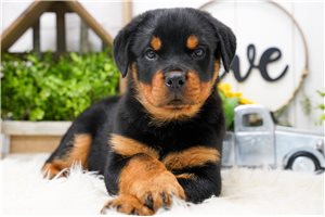 Enzo - Rottweiler for sale