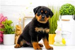 Potter - Rottweiler for sale