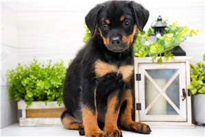 Liberty - Rottweiler for sale