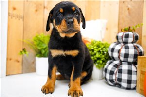 Catherine - puppy for sale