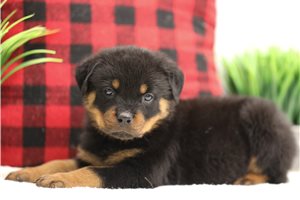 Otto - Rottweiler for sale