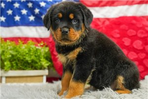 Lilah - puppy for sale
