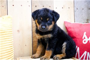 Lara - Rottweiler for sale