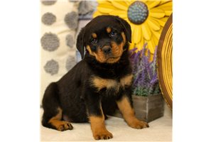 Milly - Rottweiler for sale
