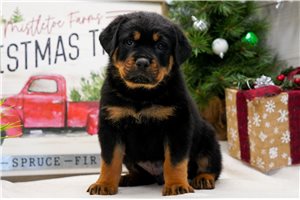 Bolt - Rottweiler for sale
