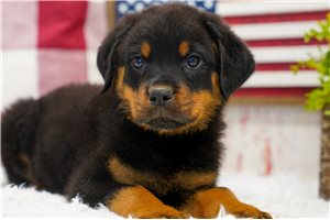 Marco - Rottweiler for sale