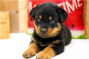 Legend - Rottweiler for sale