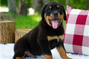 George - Rottweiler for sale