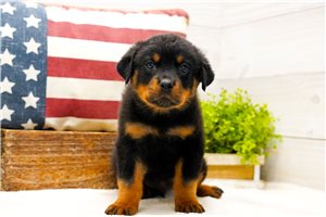 Ledger - Rottweiler for sale