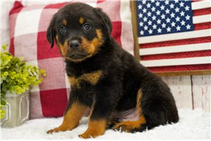 Heston - puppy for sale