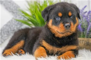Ridley - Rottweiler for sale