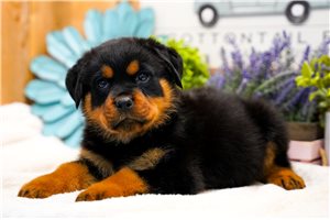 Picasso - Rottweiler for sale