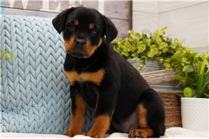 Boris - Rottweiler for sale