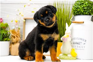 Paisley - Rottweiler for sale